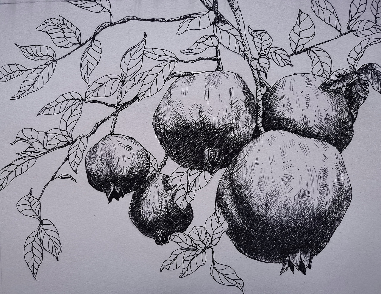 石榴|插画|创作习作|玄英廿叁_原创作品-站酷zcool