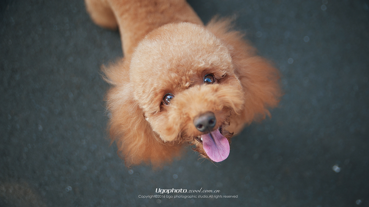 Clean【动物摄影师何某某个人作品12】