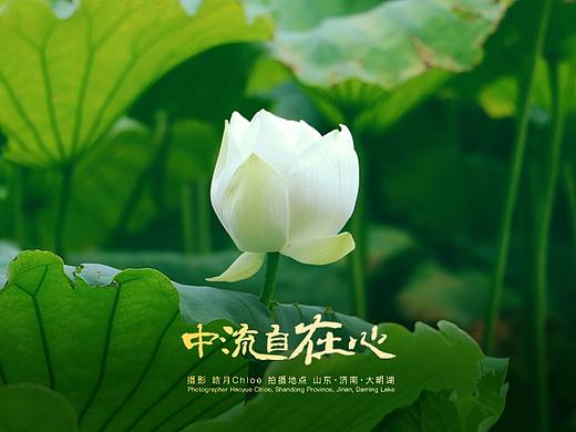中流自在心 摄影 皓月Chloe 拍摄地点 山东济南 大明湖