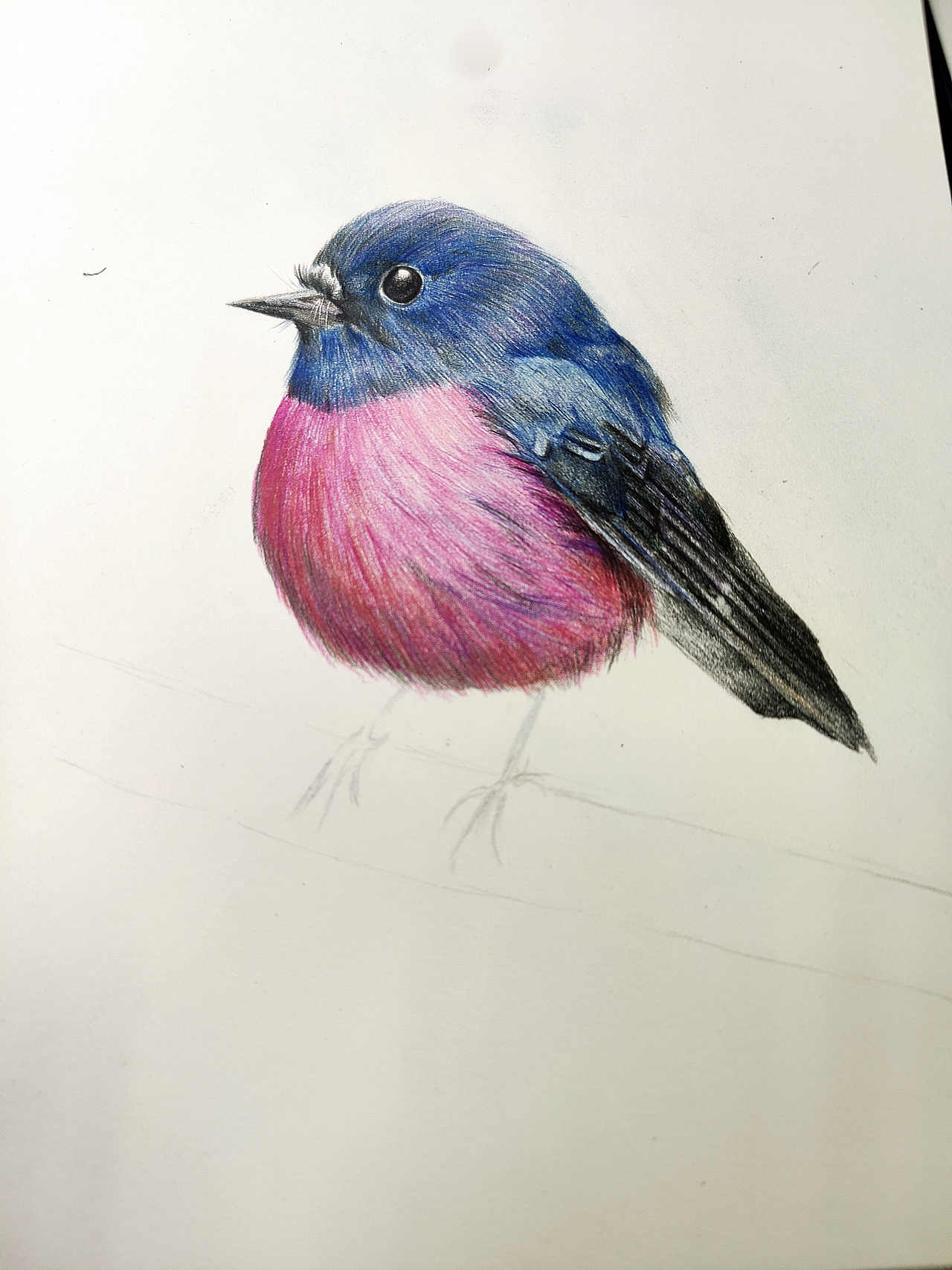 知更鳥（圖ZMjM1NzE0OTgw） - 繪畫 - 站酷設(shè)計師可小萌kiko原創(chuàng)素材 - 站酷ZCOOL