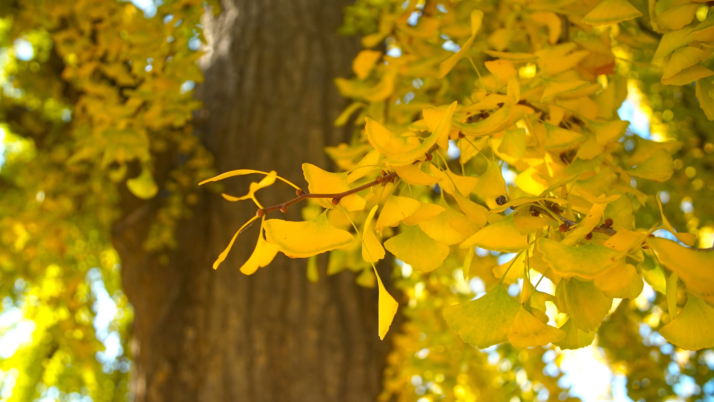 一树阳光,照耀了1600年