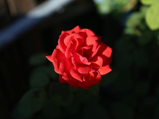 九月的花（个人主页-ZNDc3Mzg5MjA=） - 风光摄影 - 站酷设计师夜空中De星原创素材 - 站酷ZCOOL