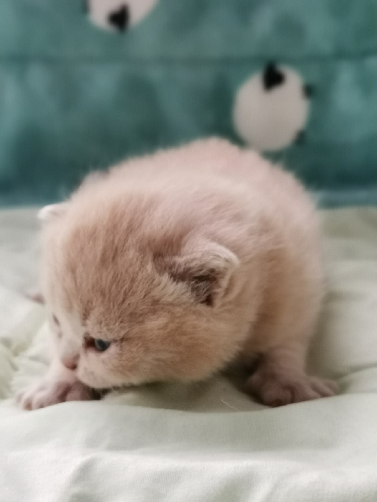 沐米猫舍英短编号112英短纯乳色五粉橘猫