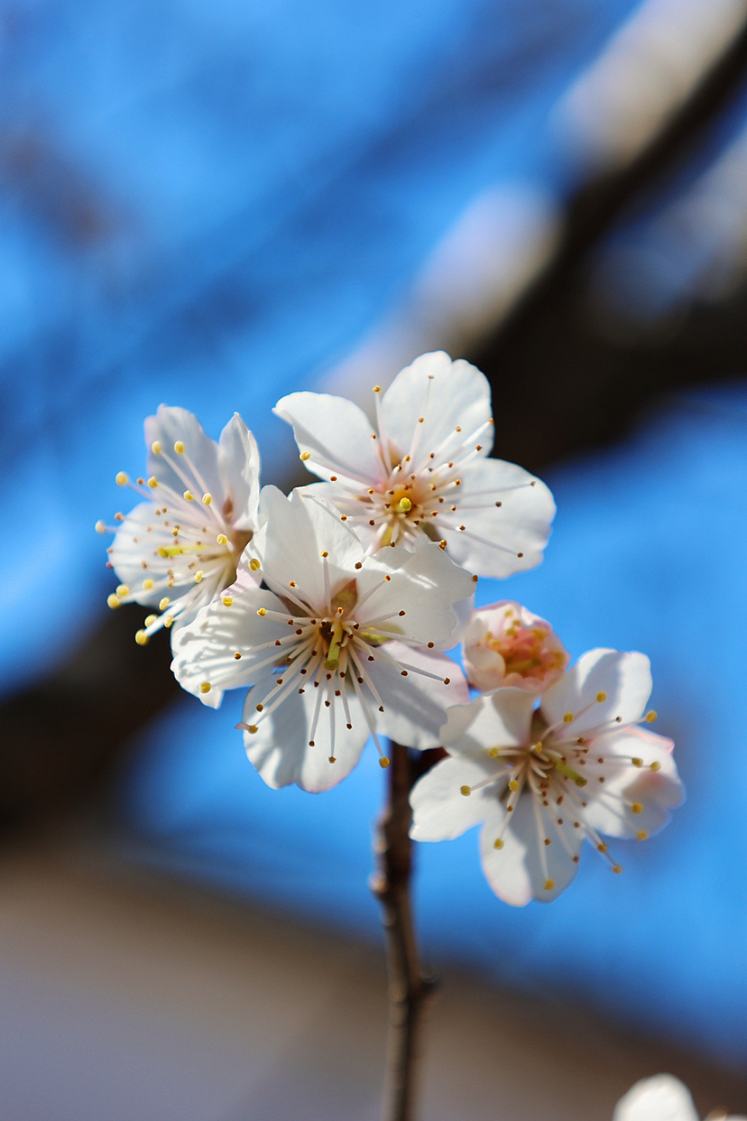 攝影.春日櫻桃花開（圖ZMzMyMjEwNzc2） - 風(fēng)光攝影 - 站酷設(shè)計(jì)師海天旖原創(chuàng)素材 - 站酷ZCOOL