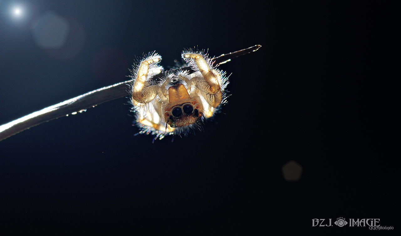 微距各种萌,各种帅,萌萌哒小猪猪