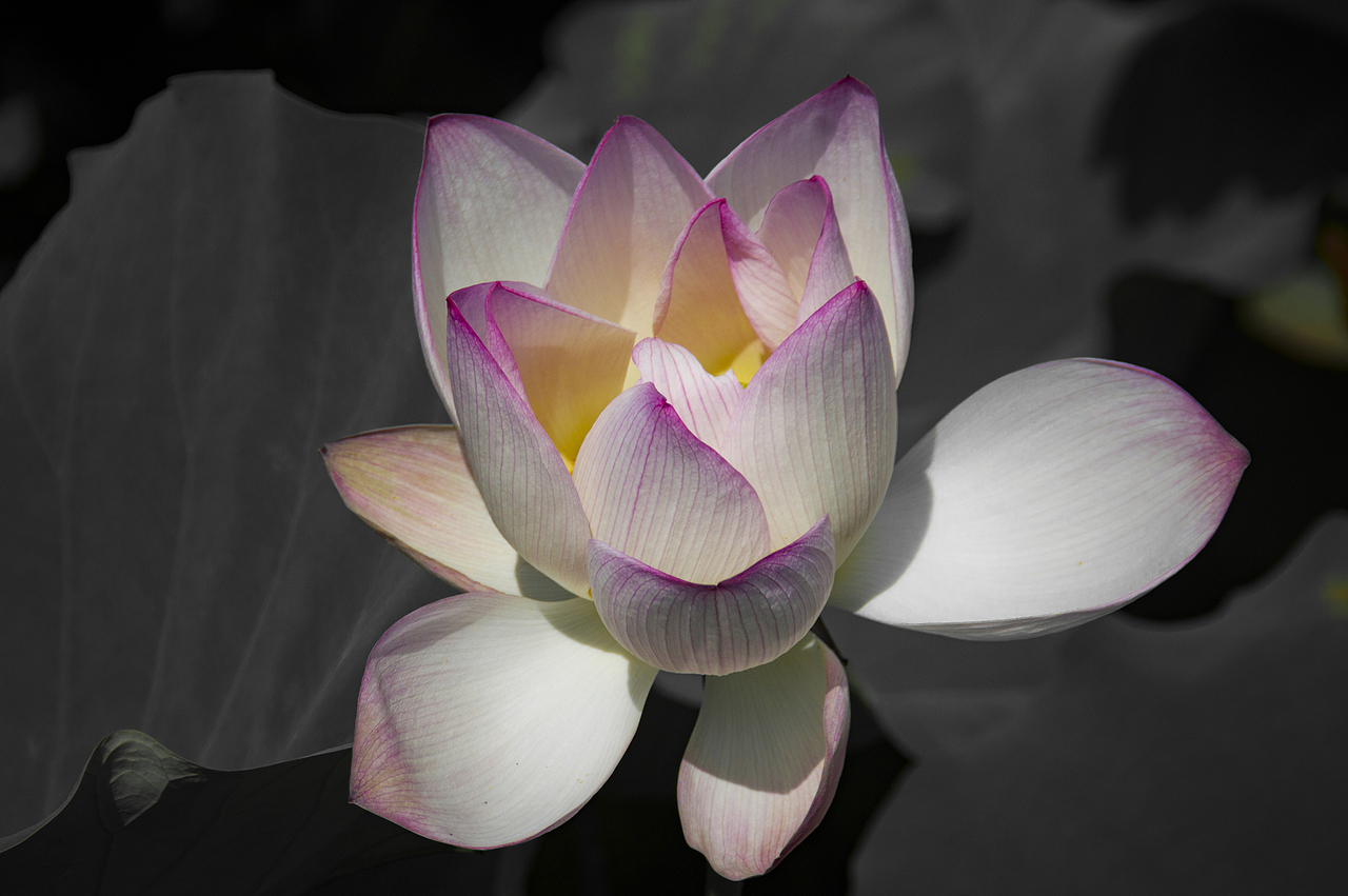 随拍日记（一）（图ZMjI4NzU4NDUy） - 风光摄影 - 站酷设计师萧萧易水丶原创素材 - 站酷ZCOOL