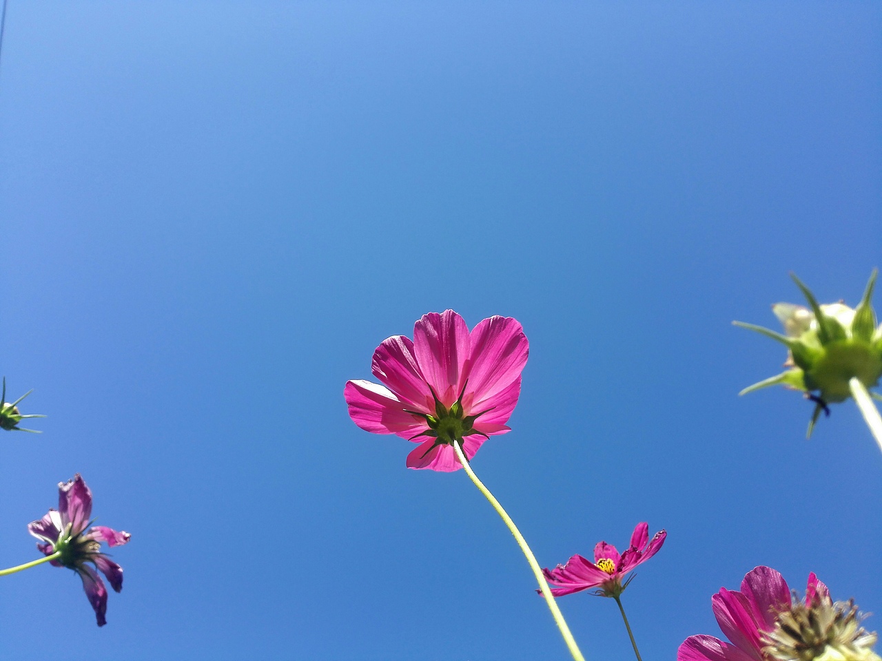 聊赠一枝春！（图ZMTk4NDk2MjUy） - 产品摄影 - 站酷设计师翾飞原创素材 - 站酷ZCOOL