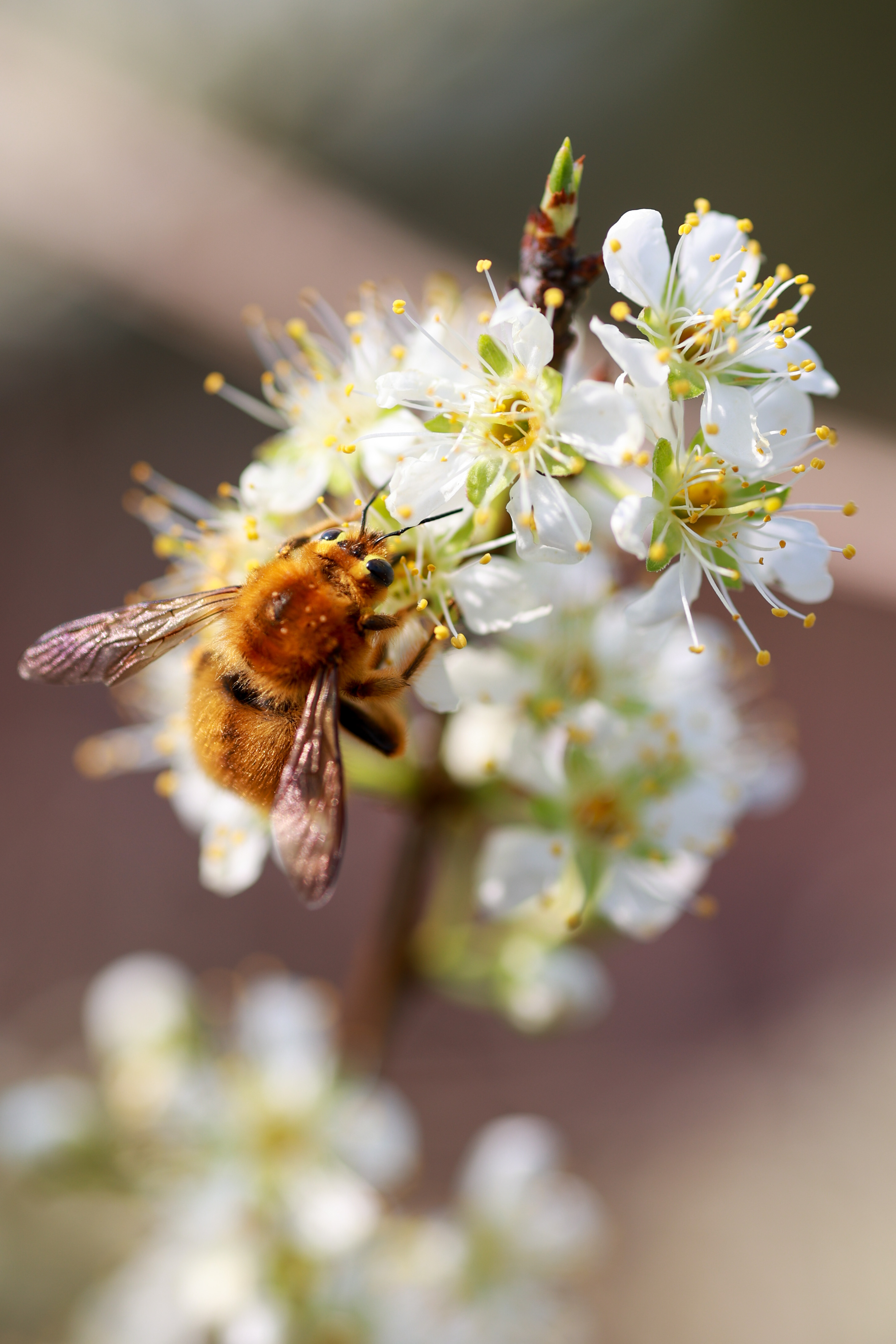 肥嘟嘟毛茸茸的蜜蜂与李花