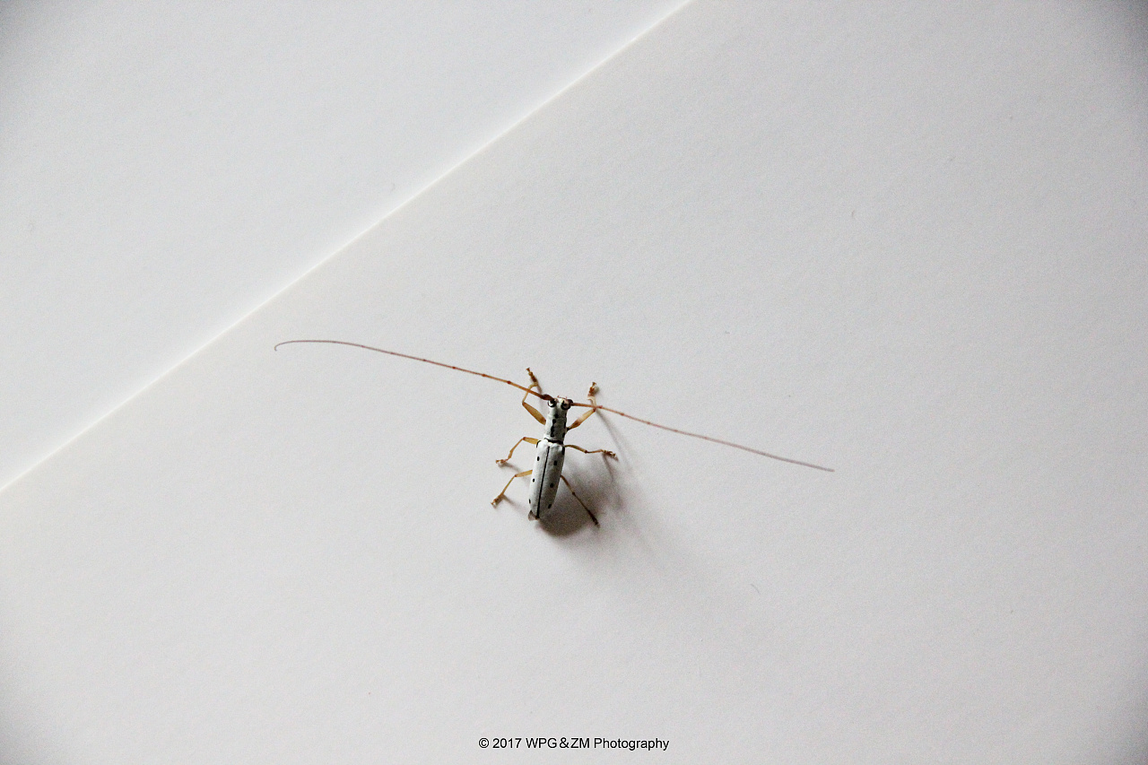 《 黑点粉天牛 》