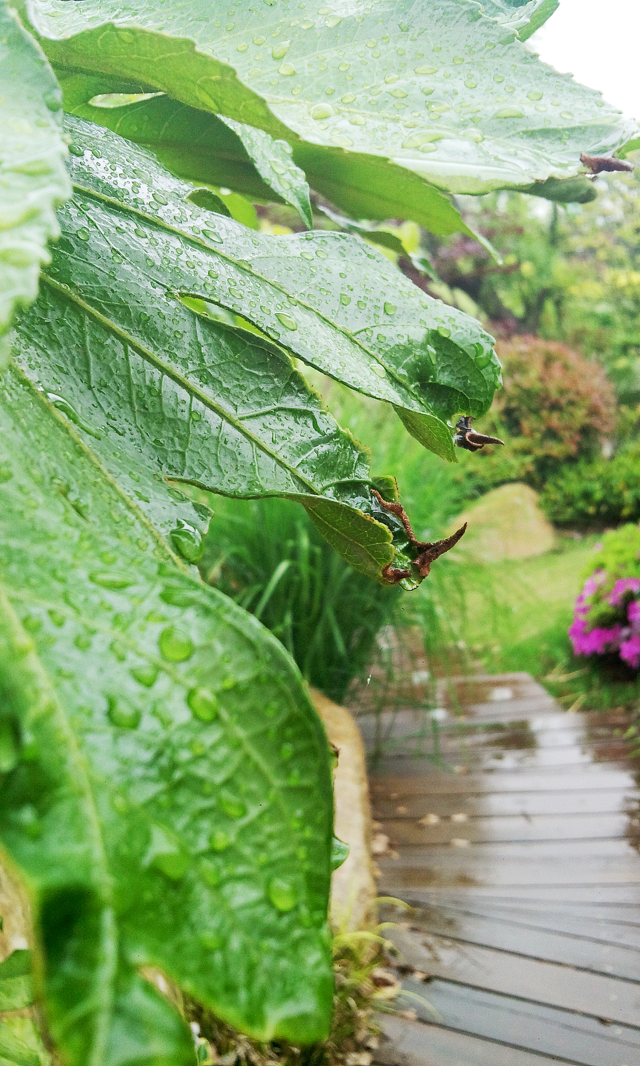 手机摄影——下雨天