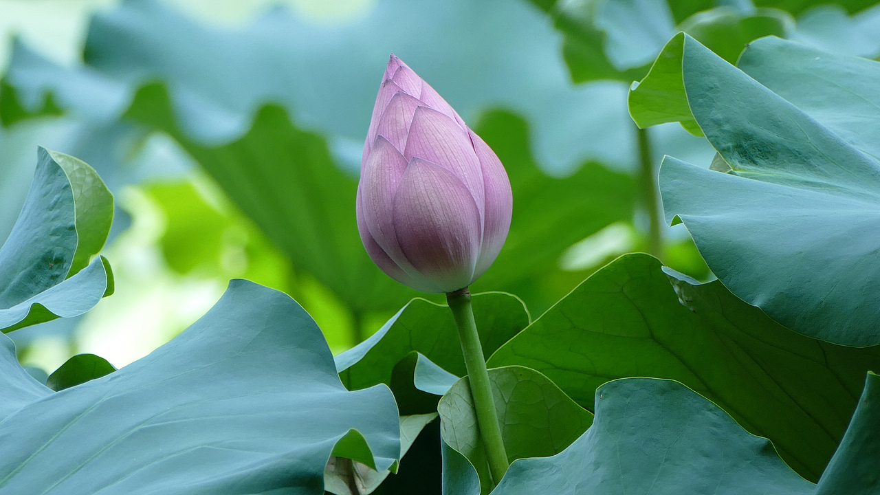 荷花（图ZODI4MDY3MDA=） - 风光摄影 - 站酷设计师看长河原创素材 - 站酷ZCOOL