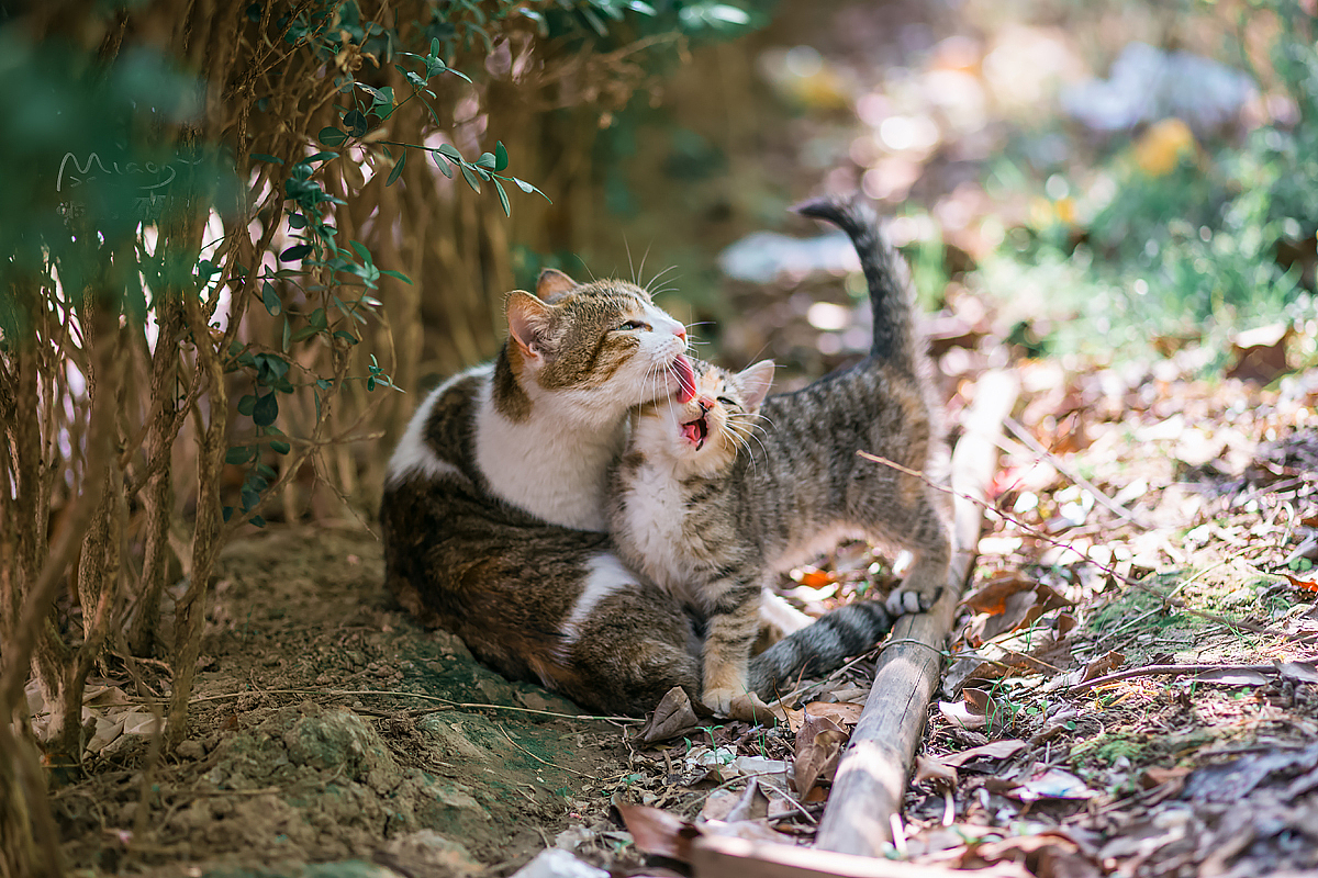 走街串巷寻拍一整年，只为这20张可爱的猫咪萌照！（图ZMTAxODIyNDI0） - 宠物摄影 - 站酷设计师喵呜不停原创素材 - 站酷ZCOOL