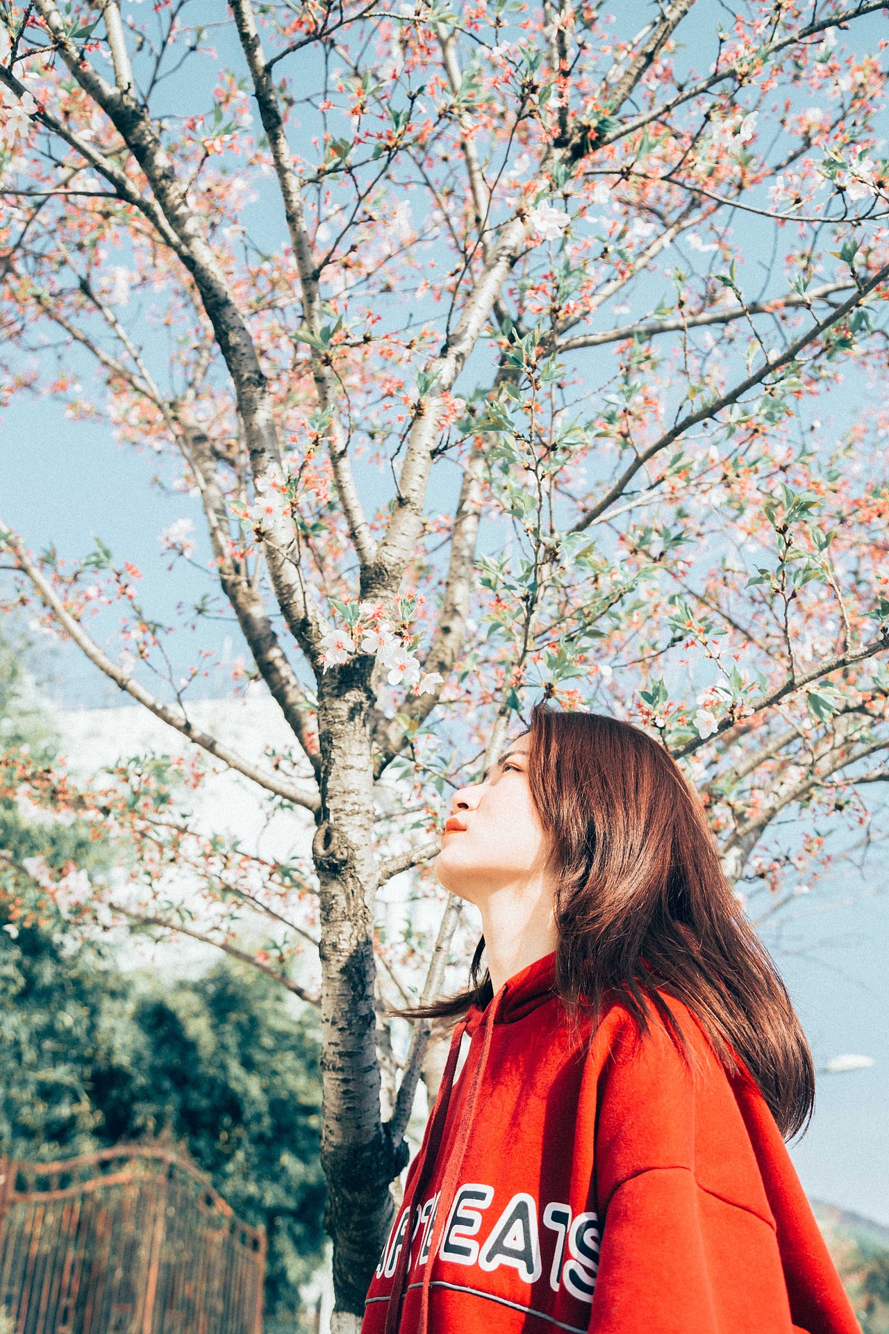 春天总是在不经意间 来临