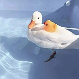 国王的权杖的头像