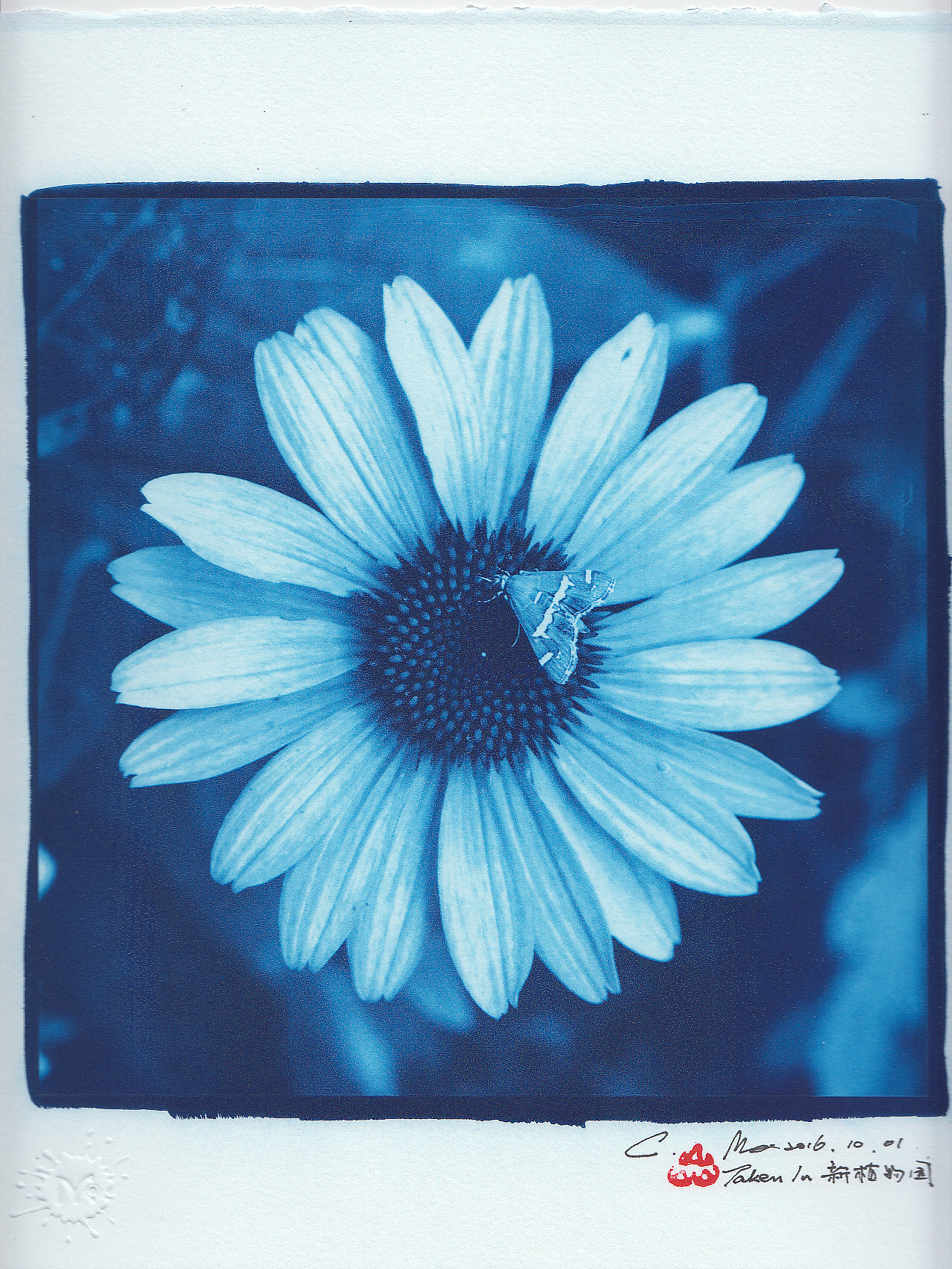 【古典印相】蓝晒篇