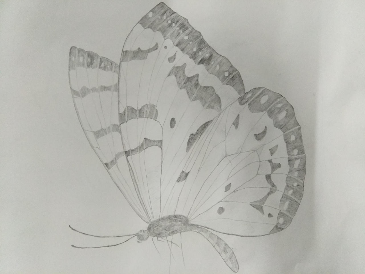 蝴蝶半边画铅笔画图片