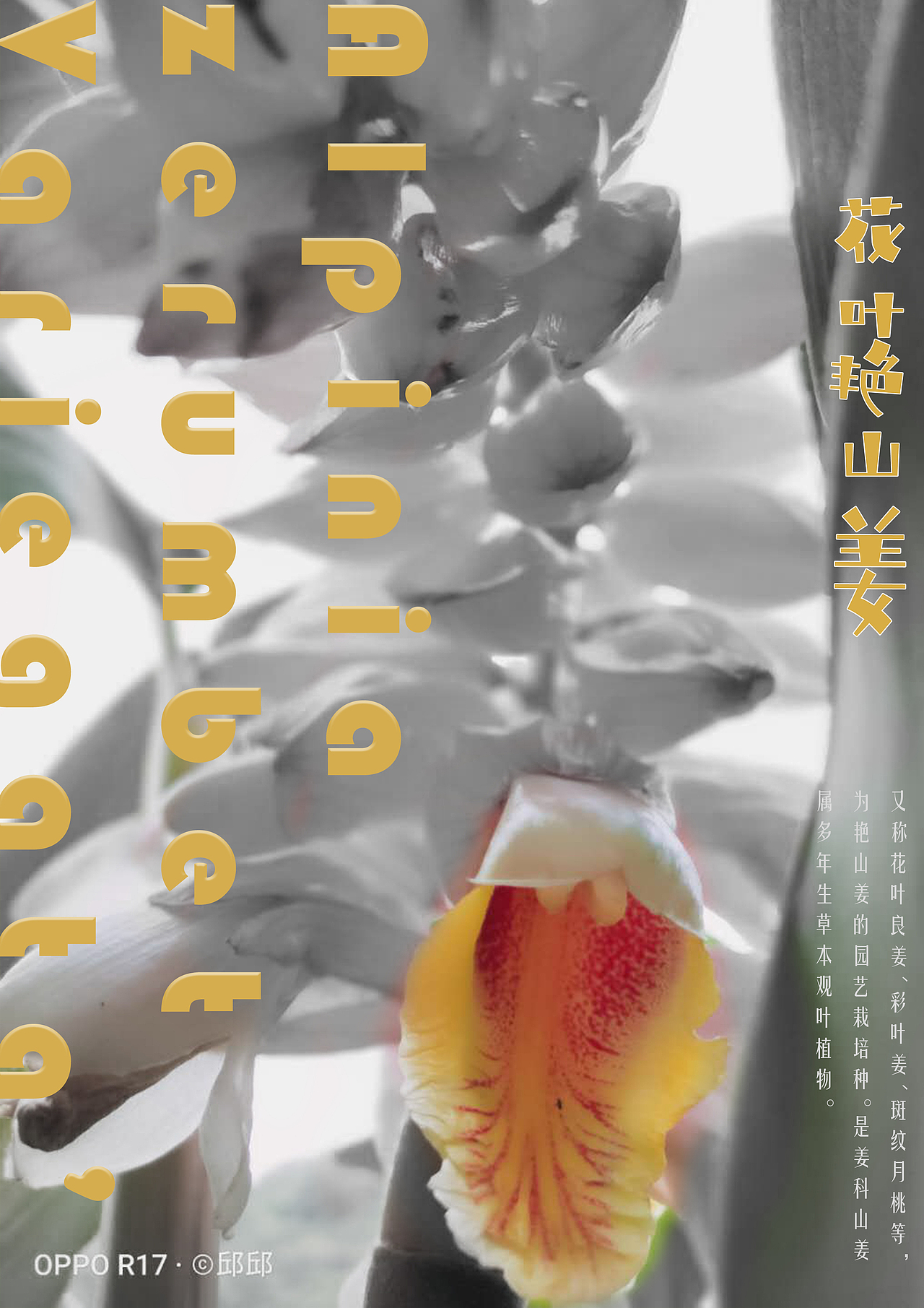 平常练手（图ZMjA1MzkzODg0） - 海报 - 站酷设计师杞子呆呆原创素材 - 站酷ZCOOL