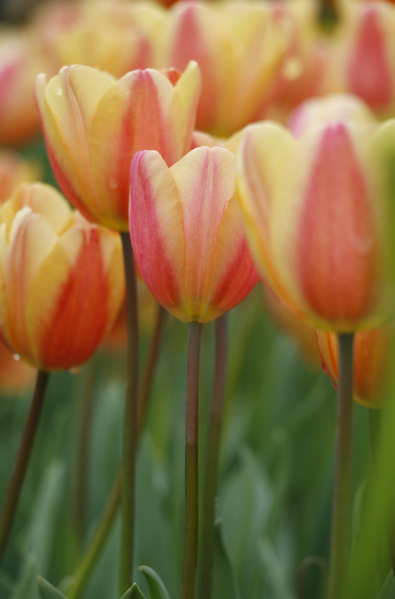 郁金香🌷（图ZMjkwNDg2ODQ0） - 其他摄影 - 站酷设计师花Vicky原创素材 - 站酷ZCOOL