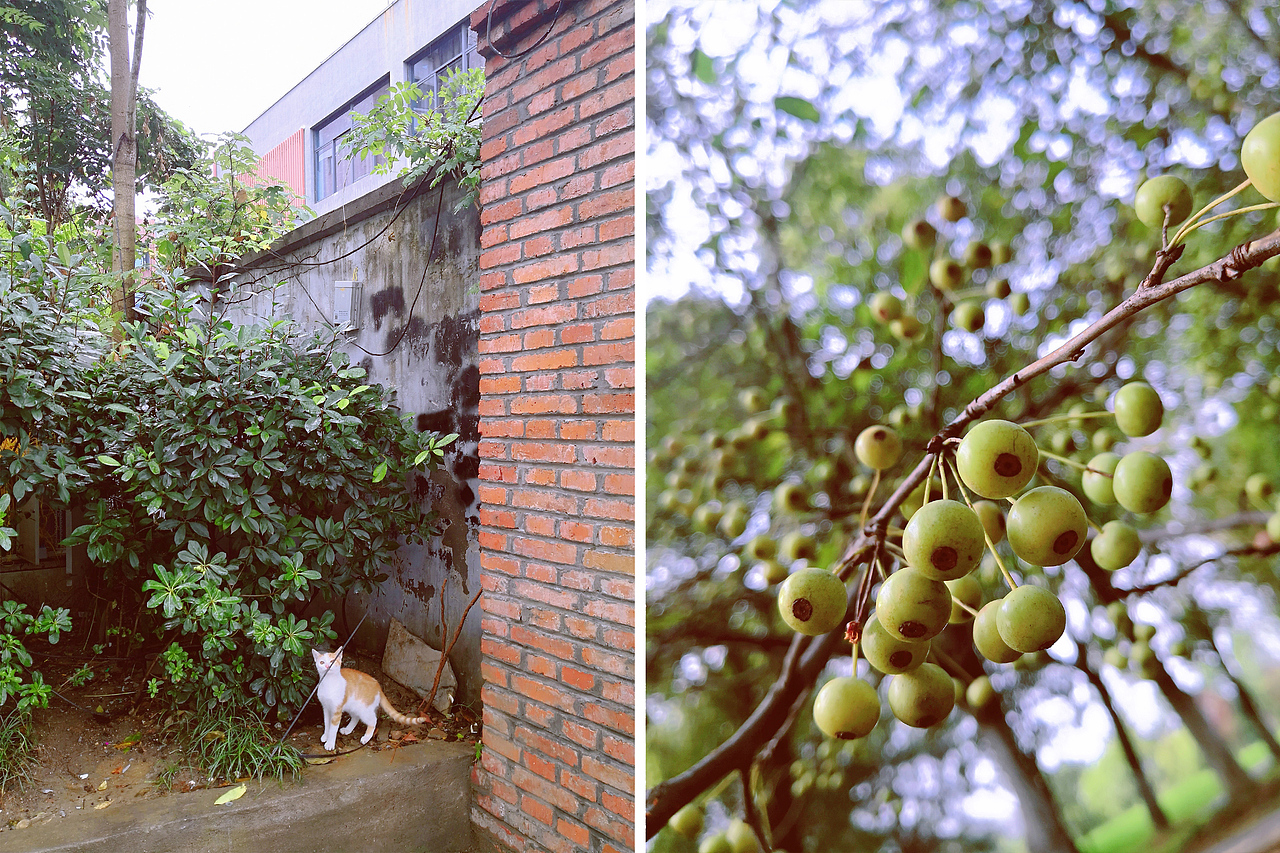 小梦的随手拍-第2期