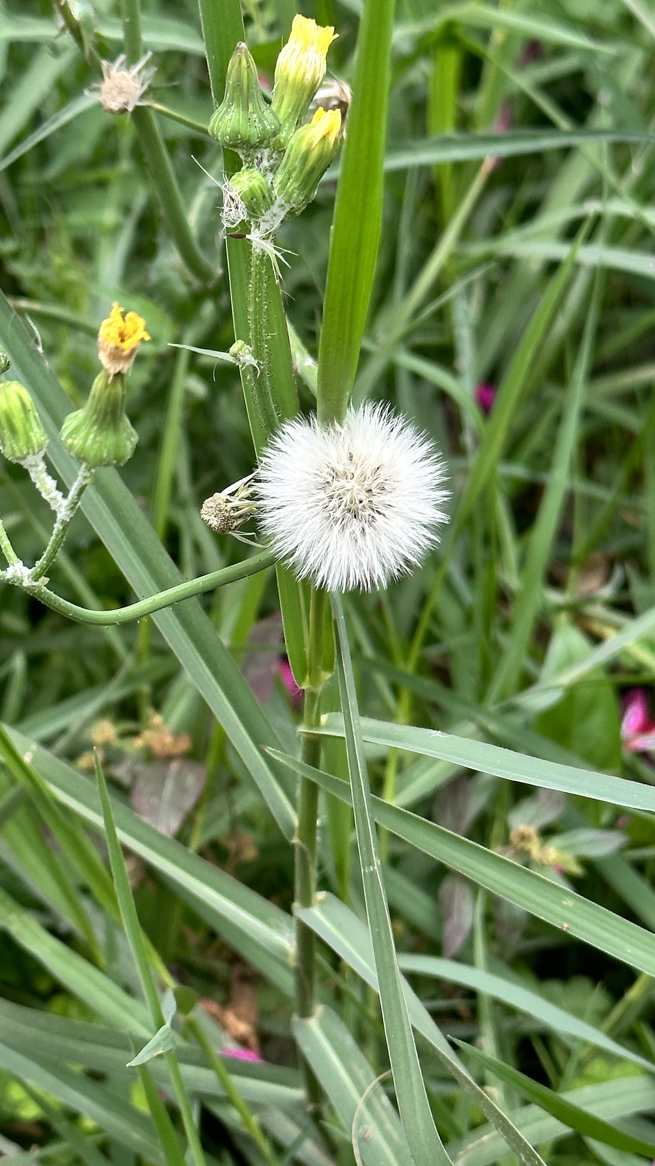 路边的蒲公英（图ZMzYxNTI1ODE2） - 风光摄影 - 站酷设计师漫步光旅原创素材 - 站酷ZCOOL