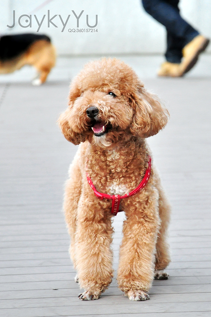 861_1296竖版 竖屏