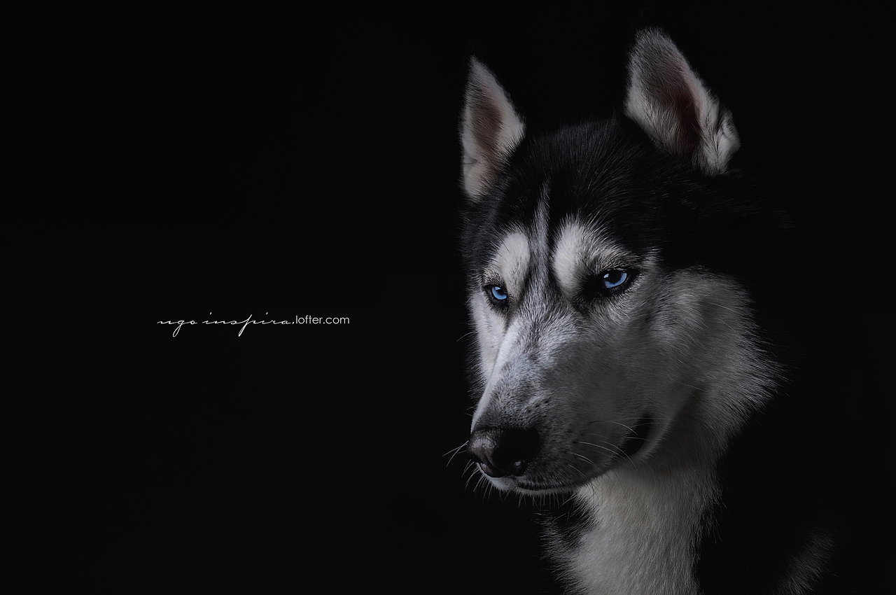 我猜我们见过面.恩?【动物摄影师何某某个人作品2】