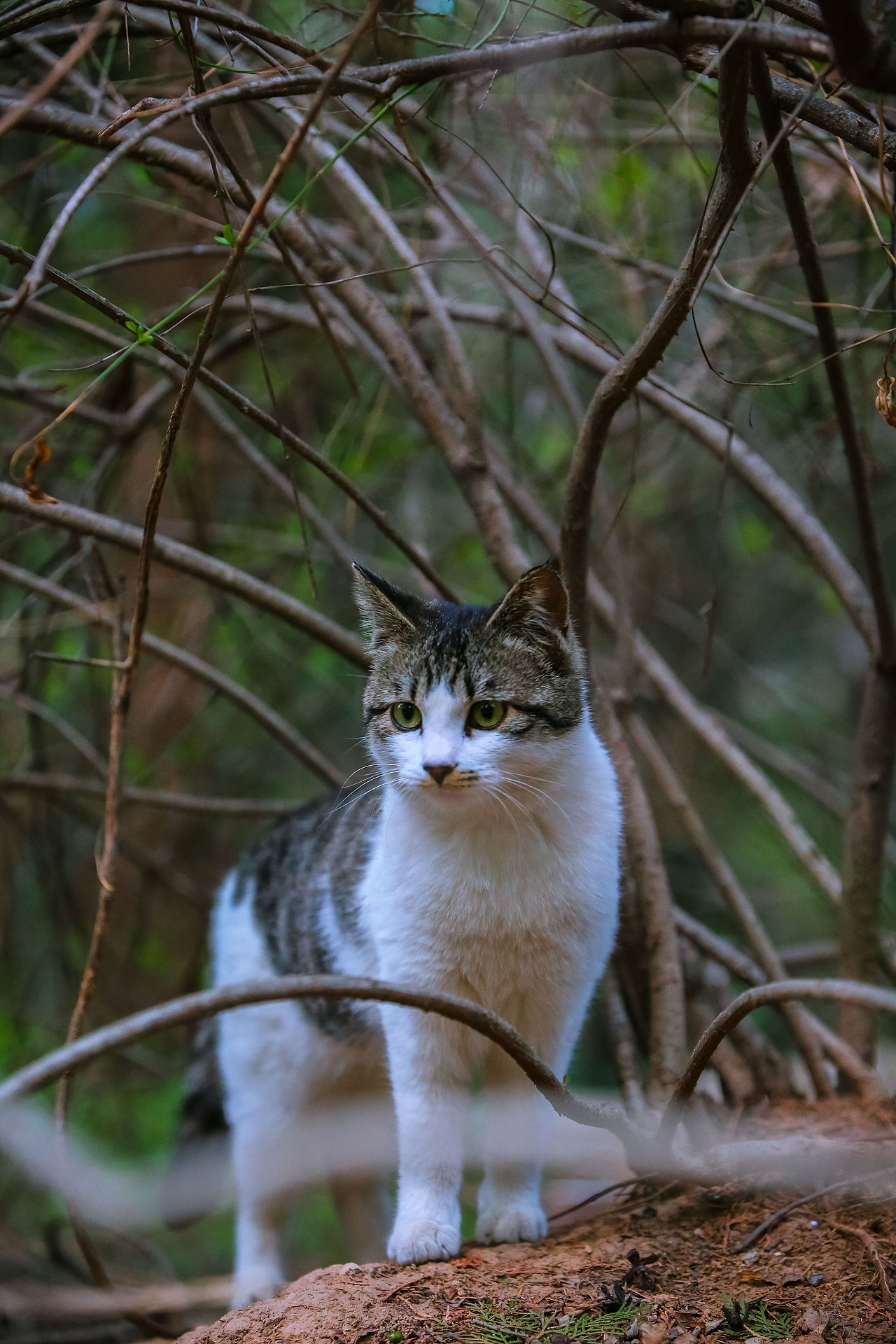 山猫日记20210630