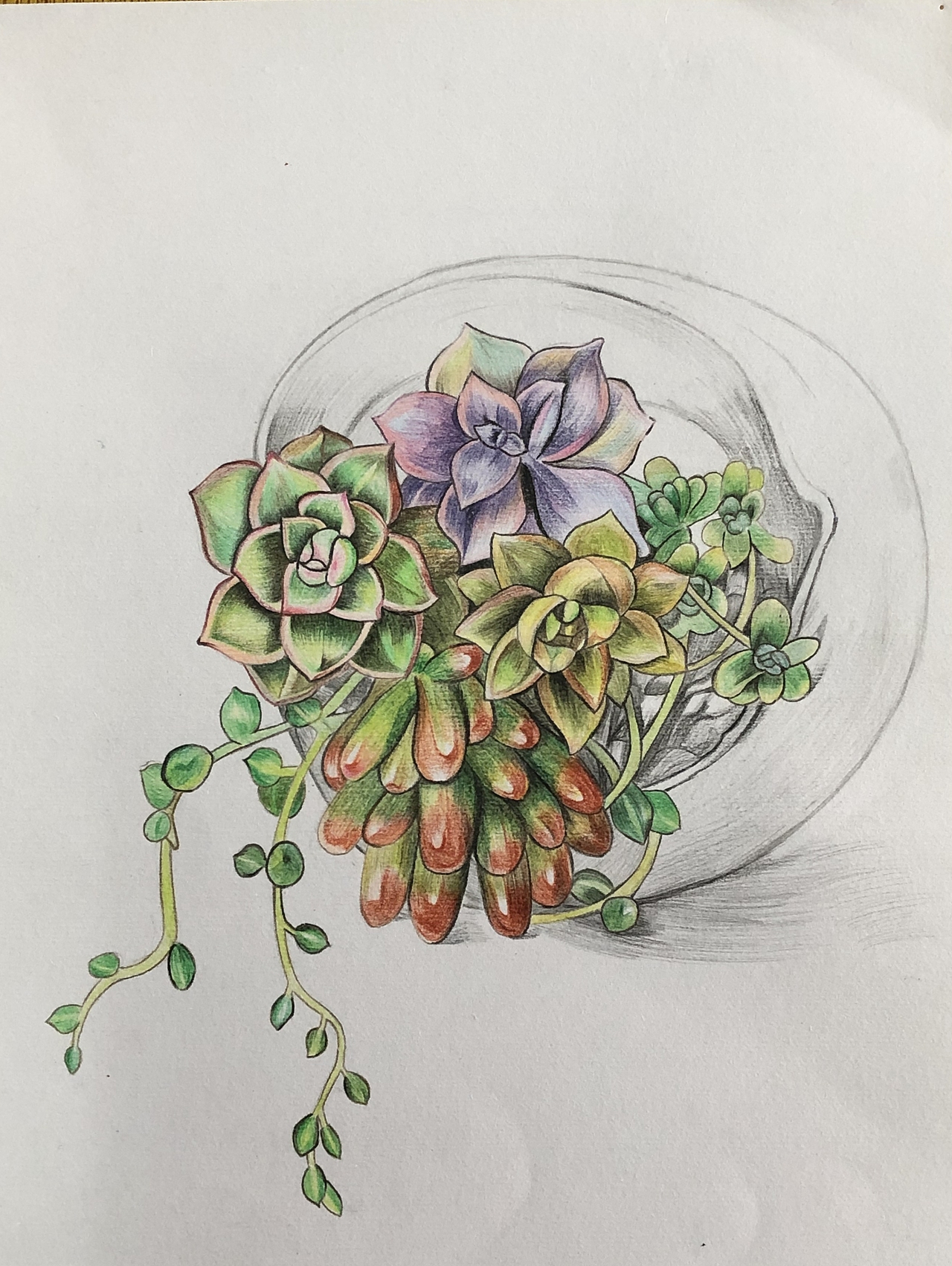 纯彩铅多肉植物～|插画|艺术插画|彩绘人生121511_临摹作品-站酷zcool