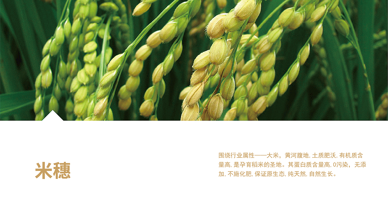 至觉案例丨彬山涛丰：大米品牌包装设计（图ZMjA1MjQwMzA0） - 包装 - 站酷设计师至觉品牌包装设计原创素材 - 站酷ZCOOL
