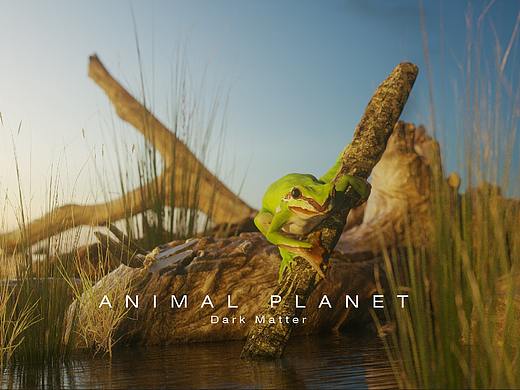 ANIMAL PLANET | 动物星球 爬行类动物近景两组