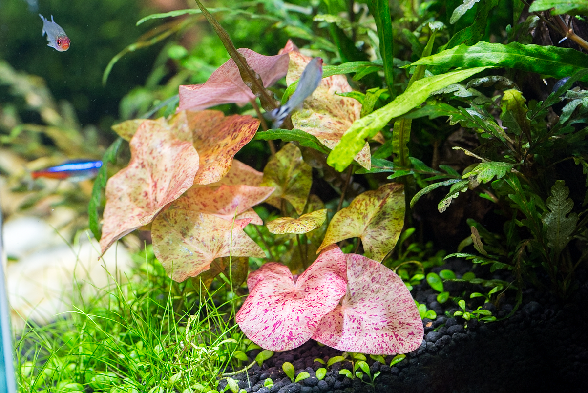 水草缸（图ZODM3MDU0NDQ=） - 其他 - 站酷设计师野蛮驴友原创素材 - 站酷ZCOOL