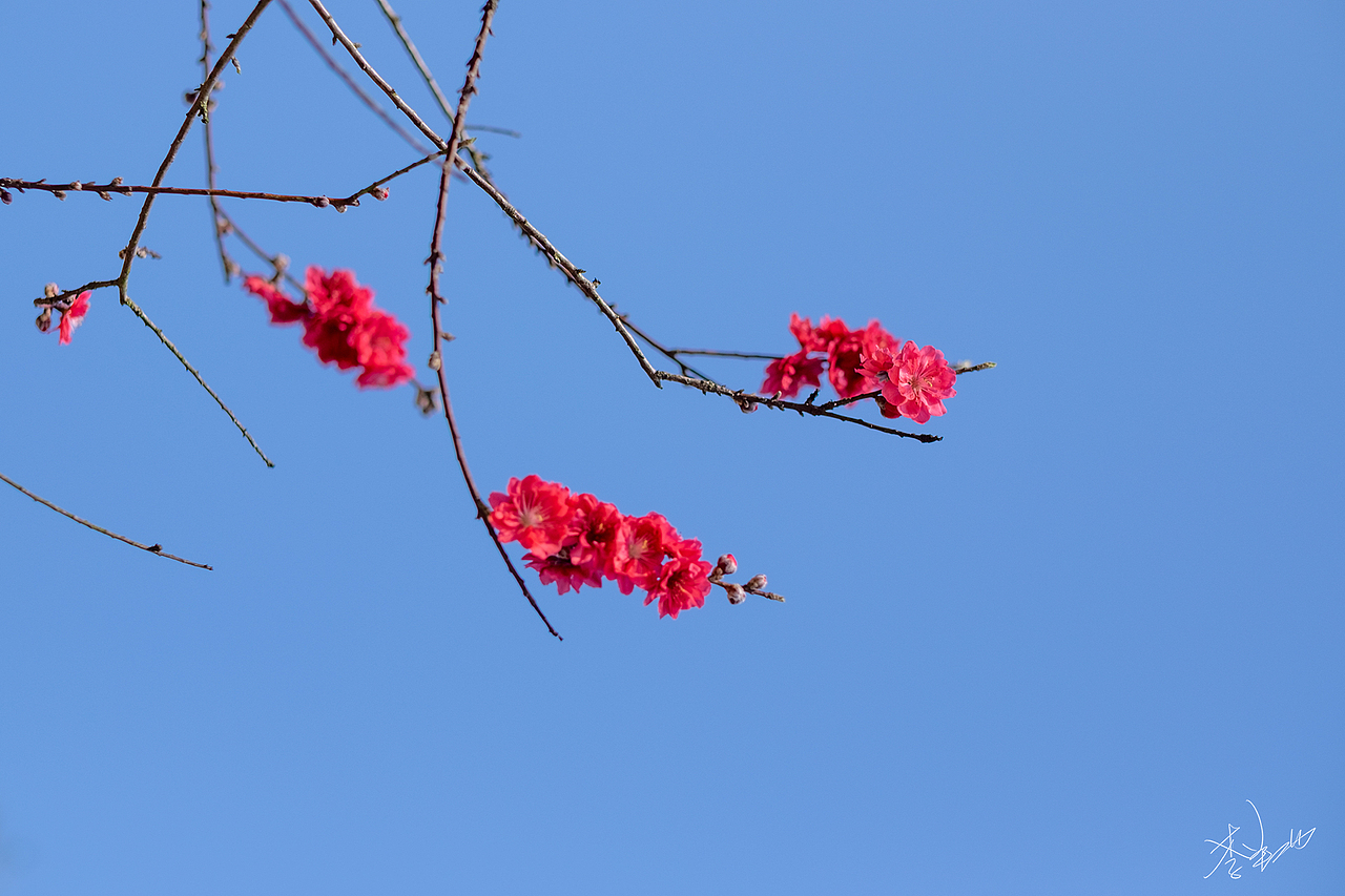 那年春（图ZMTk2MjMyMzI4） - 人文/纪实摄影 - 站酷设计师李翔DennisLee原创素材 - 站酷ZCOOL