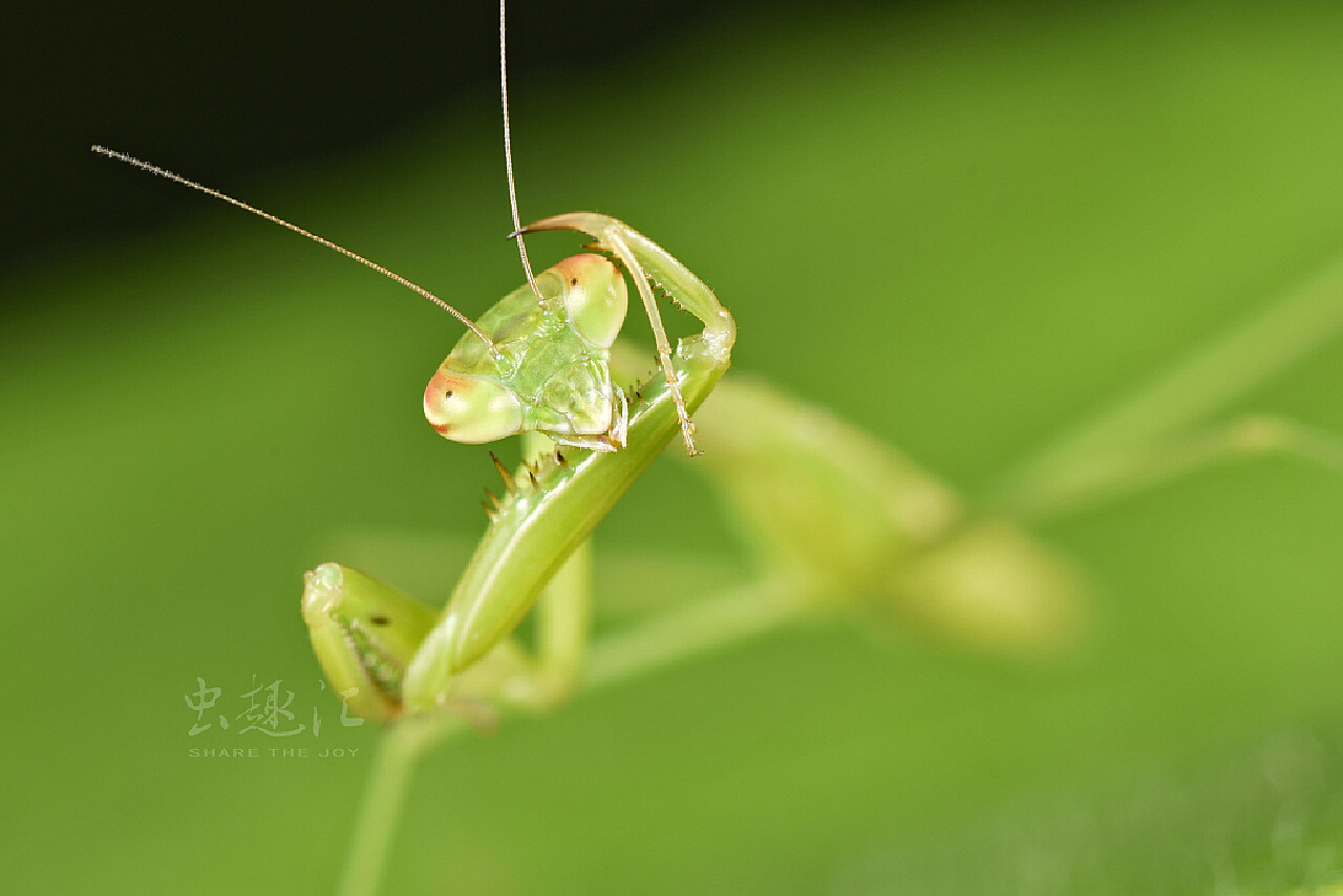 小小螳螂|摄影|微距|老虎仔 - 原创作品 - 站酷 (ZCOOL)