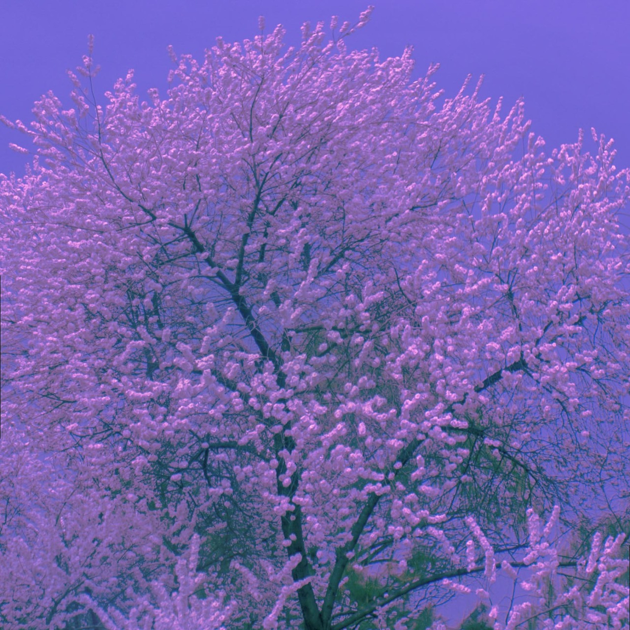 樱花树下的约定|摄影|人像摄影|小新Nowara - 原创作品 - 站酷 (ZCOOL)