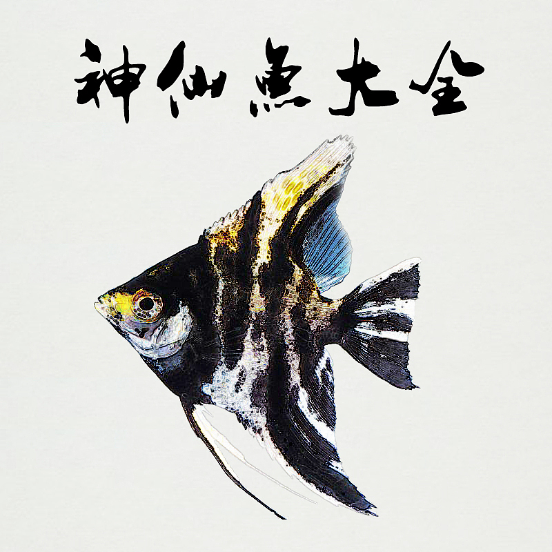 神仙鱼活体鱼淘宝产品详情页设计（图ZOTI5MTY5NTY=） - 电商 - 站酷设计师Yune陳原创素材 - 站酷ZCOOL