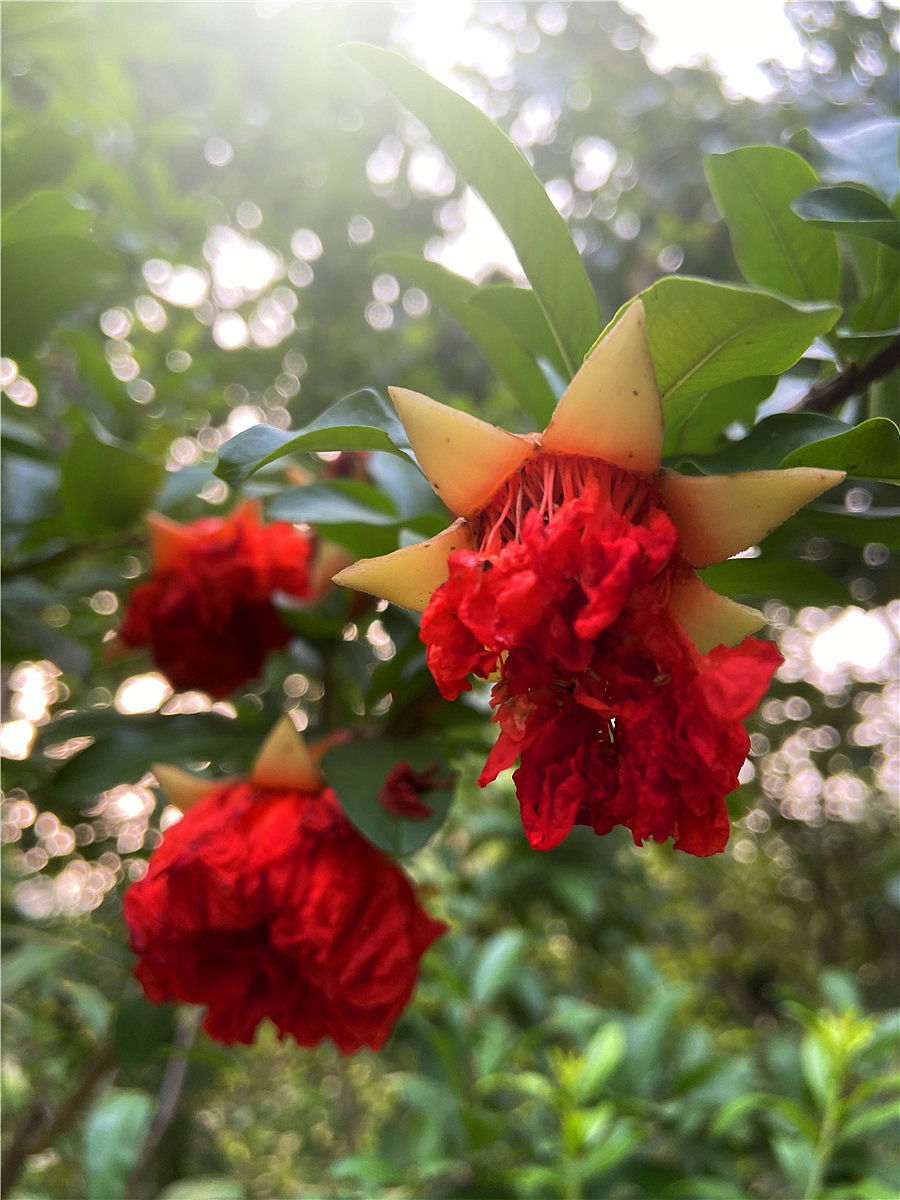 刘勇良手机纪实摄影:石榴花