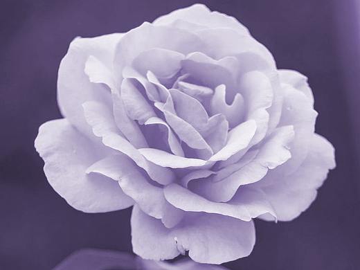 花的变色