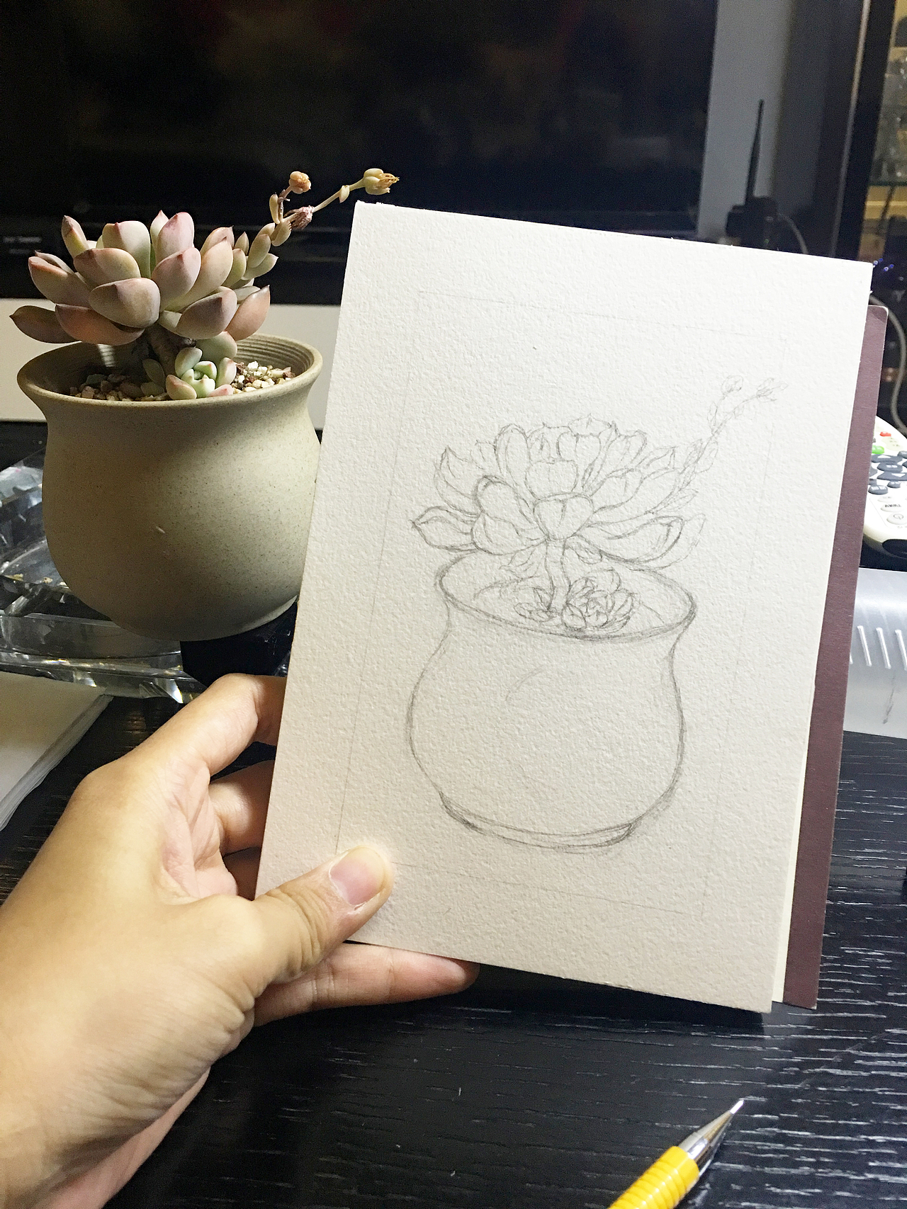 水彩多肉粉红佳人