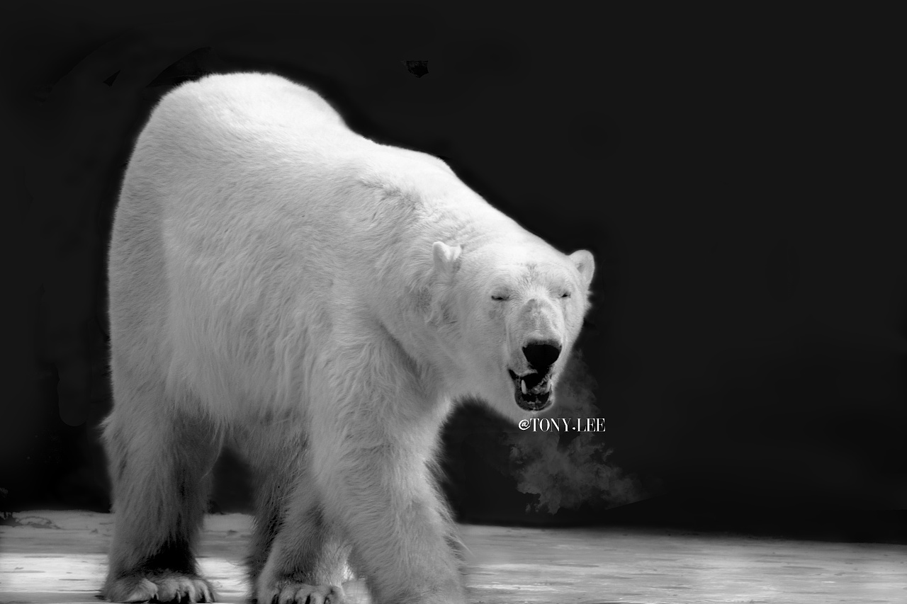 北极熊壁纸1080-千图网