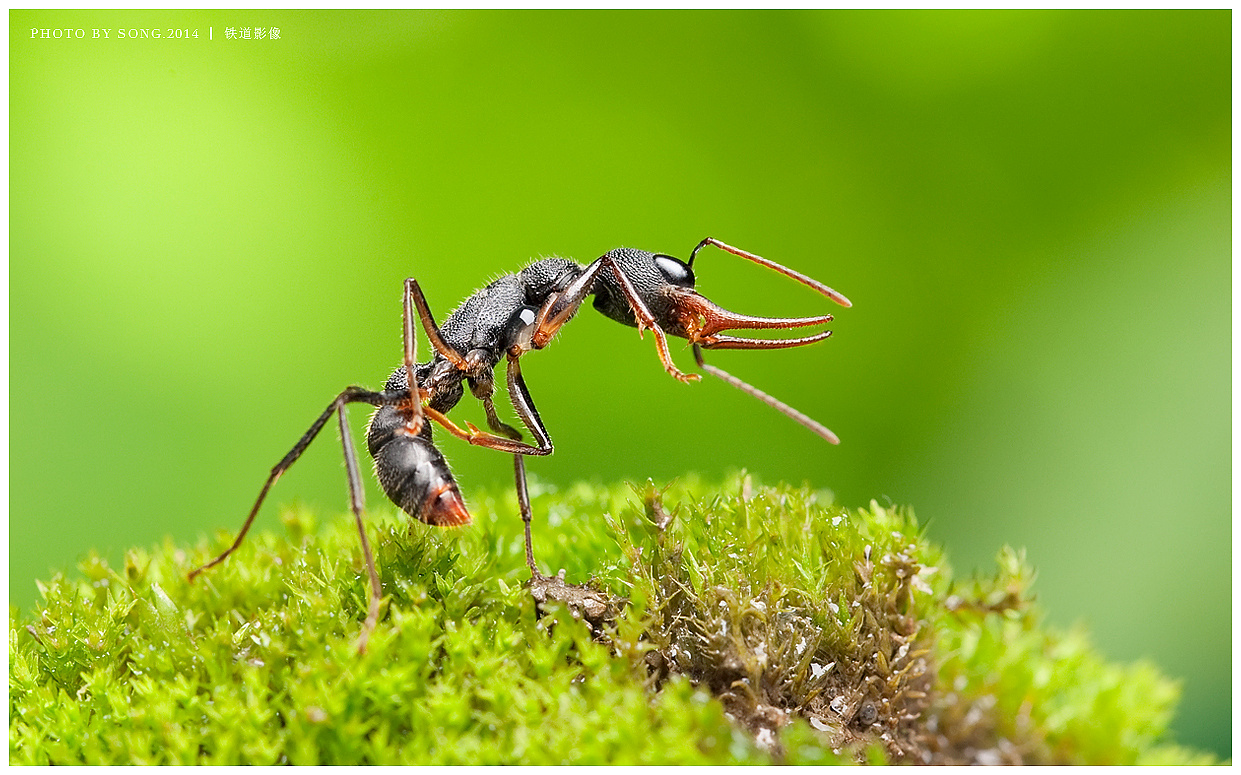 小蚂蚁的快乐生活