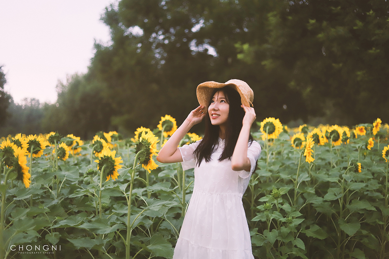 这个季节,向日葵和你一样绽放美丽