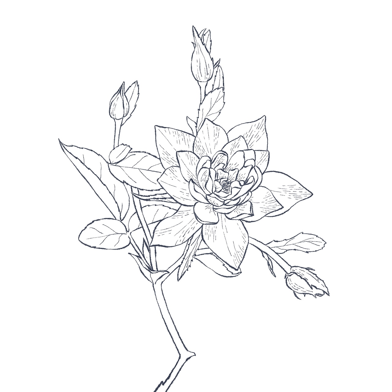 一组水彩花卉练习