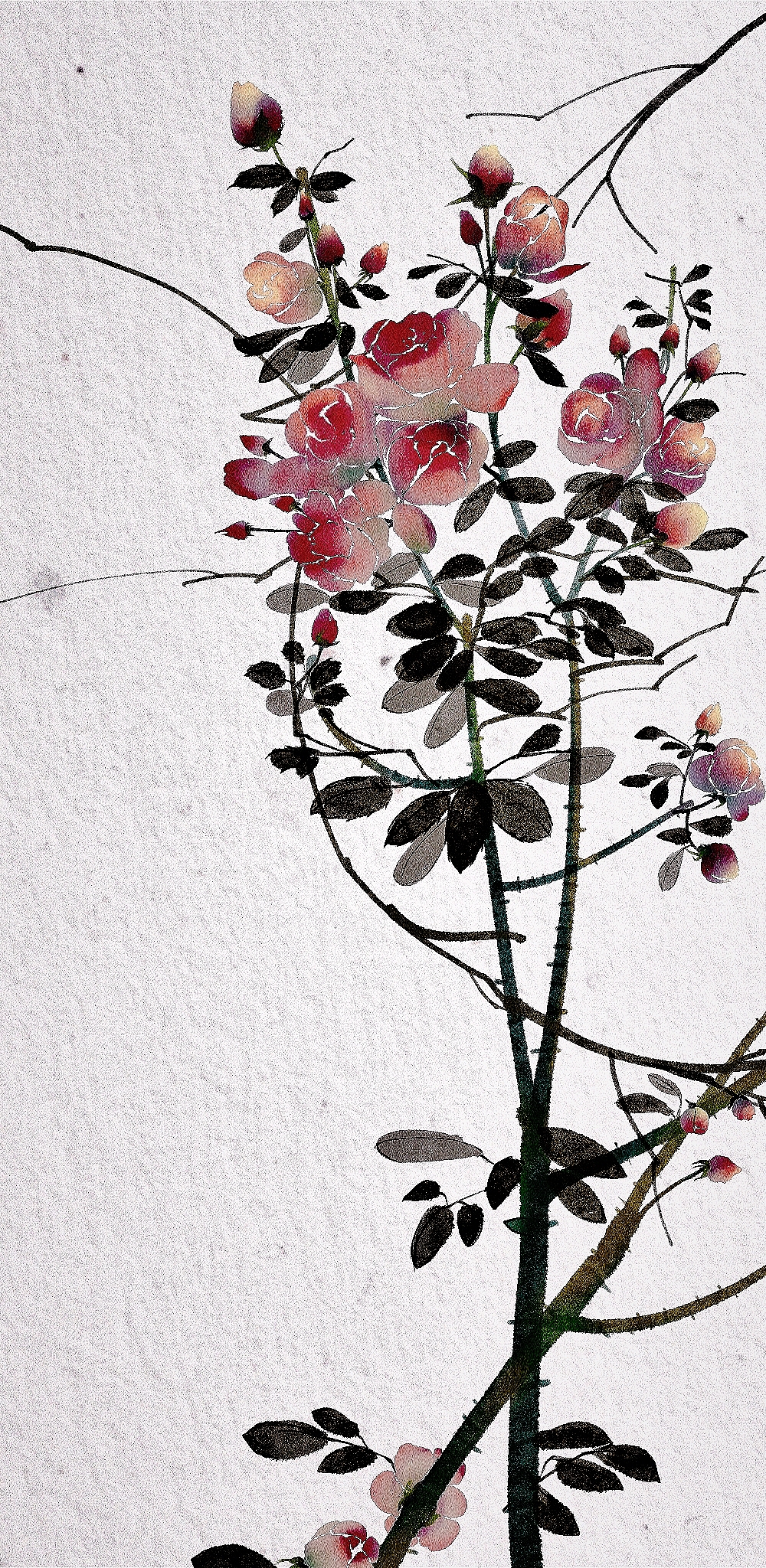 月季|插画|创作习作|哈鲁wy_原创作品-站酷zcool