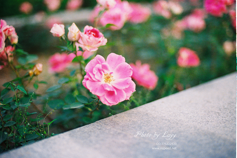 菲林《晨》 # layy的时光机 #