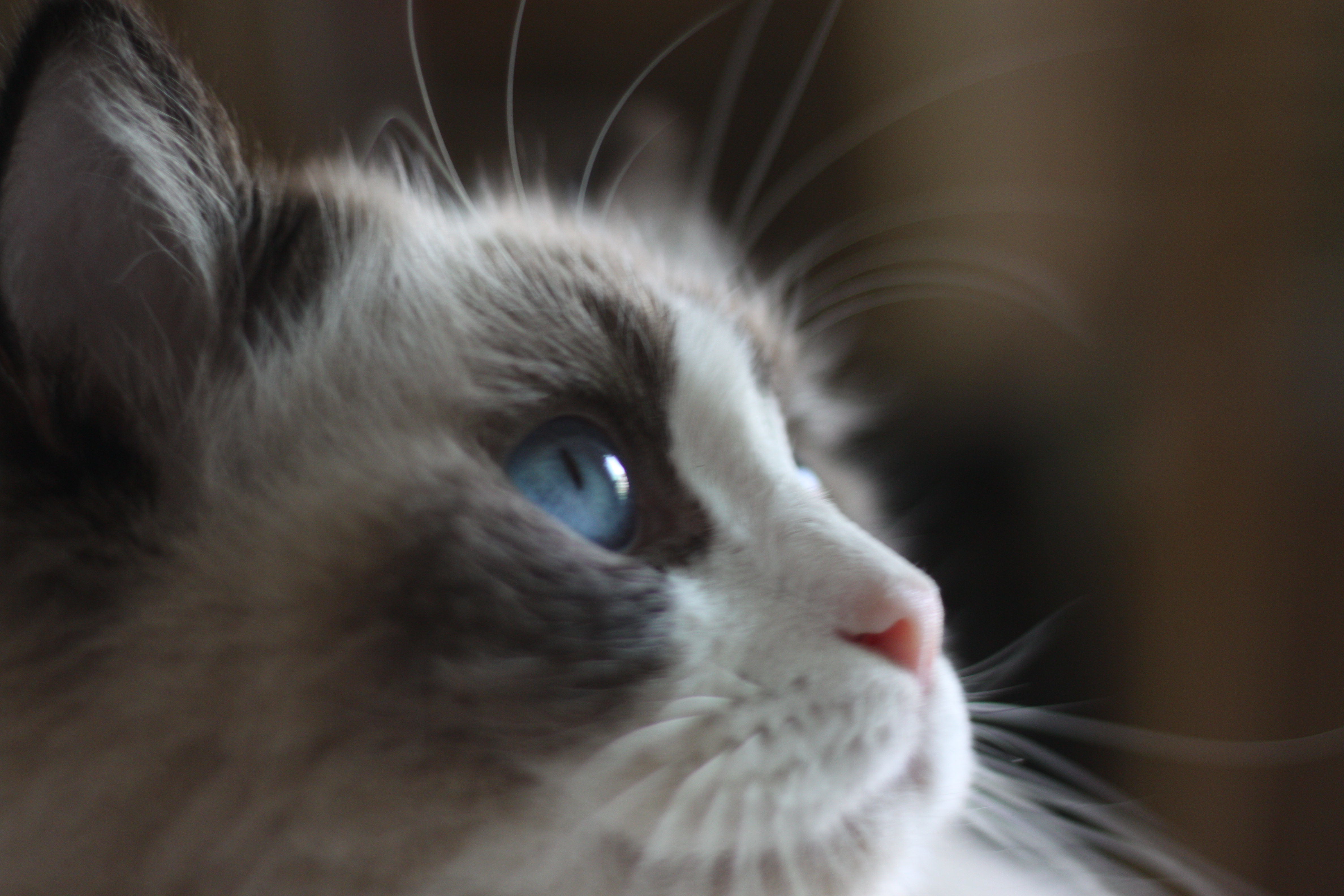 周小右的個(gè)人主頁(yè)（封面預(yù)覽） - 主頁(yè)封面設(shè)置 - 站酷設(shè)計(jì)師周小右原創(chuàng)素材 - 站酷ZCOOL