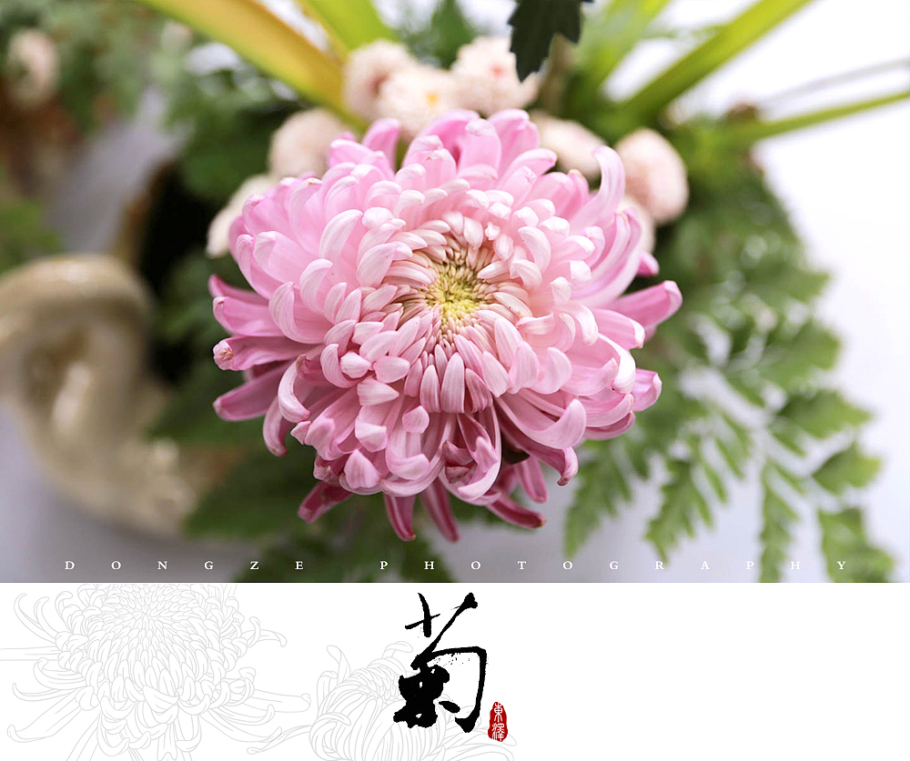 【東泽视觉】福建省第五届菊花展以及莆田市第七届盆景展