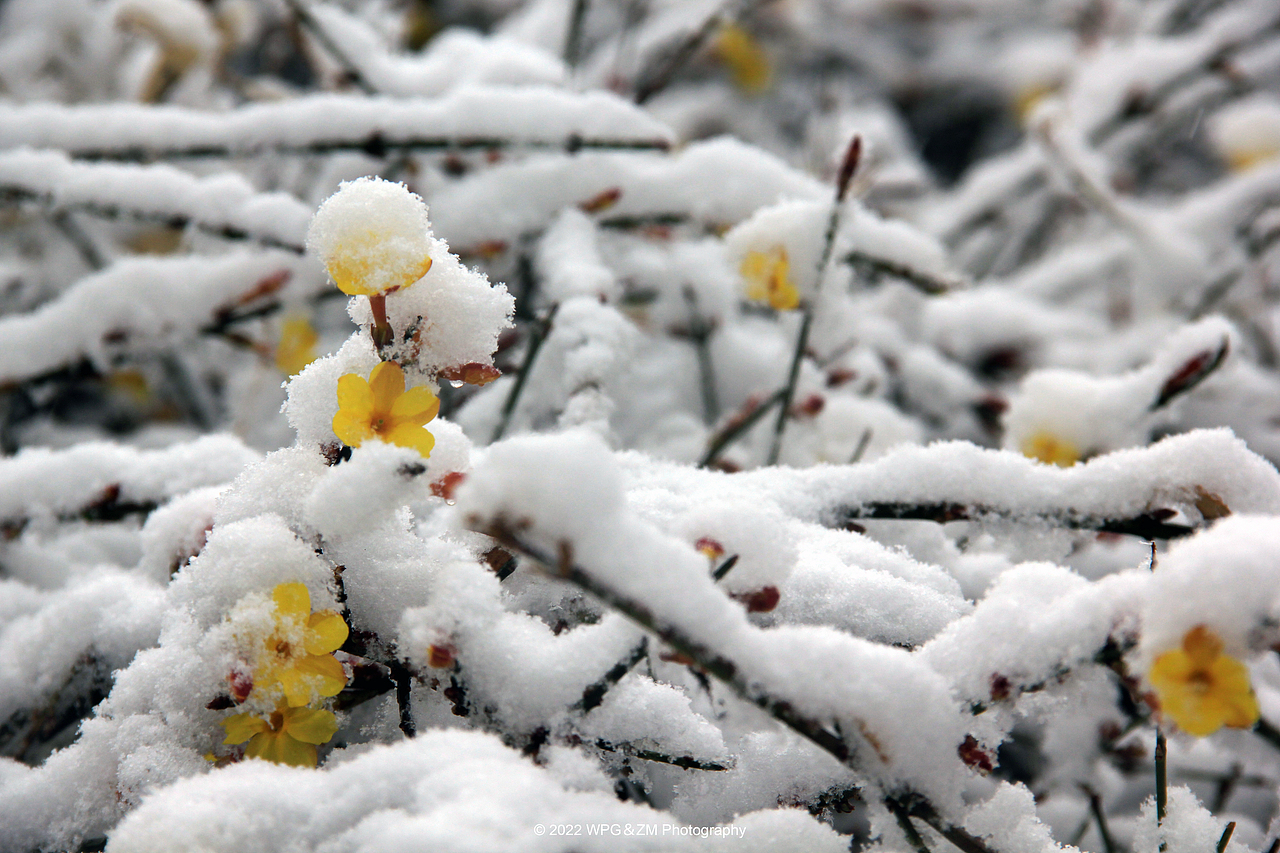《 瑞雪迎春 》