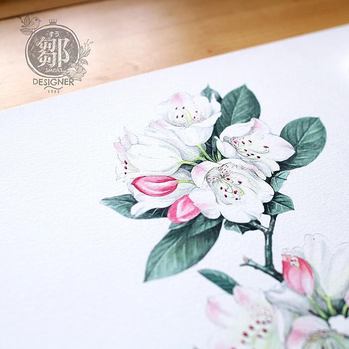 杜鹃花系列——变色杜鹃(图ZNzc5ODk3MzY=) - 商业插画 - 站酷设计师鄒慶原创素材 - 站酷ZCOOL