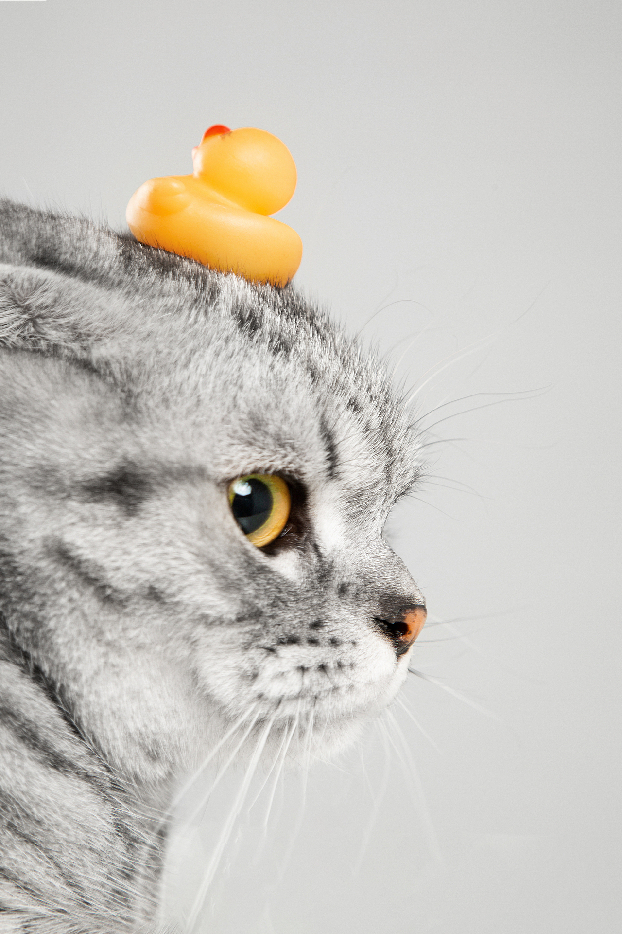 【動物照相館】合集