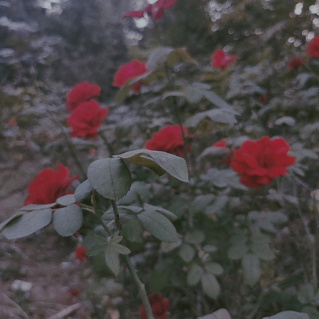 转眼夏天成了故事 秋天成了风景